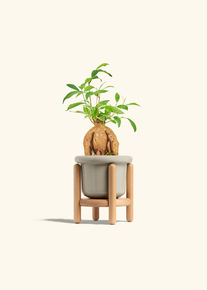 Small Ficus Ginseng in a 4 inches Fat Lip Oat Planter in a Beech Wood Stand