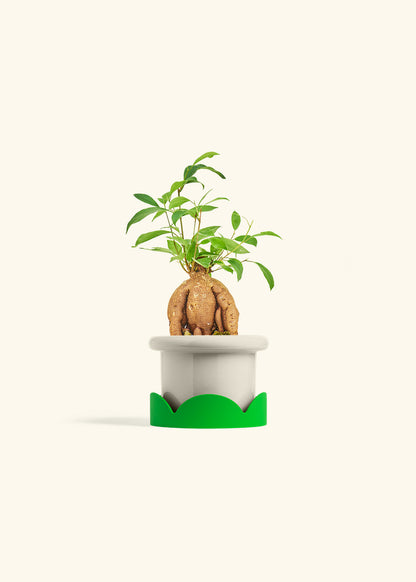 Small Ficus Ginseng in a 4 inches Fat Lip Oat Planter in a Oat Petal Drip Tray