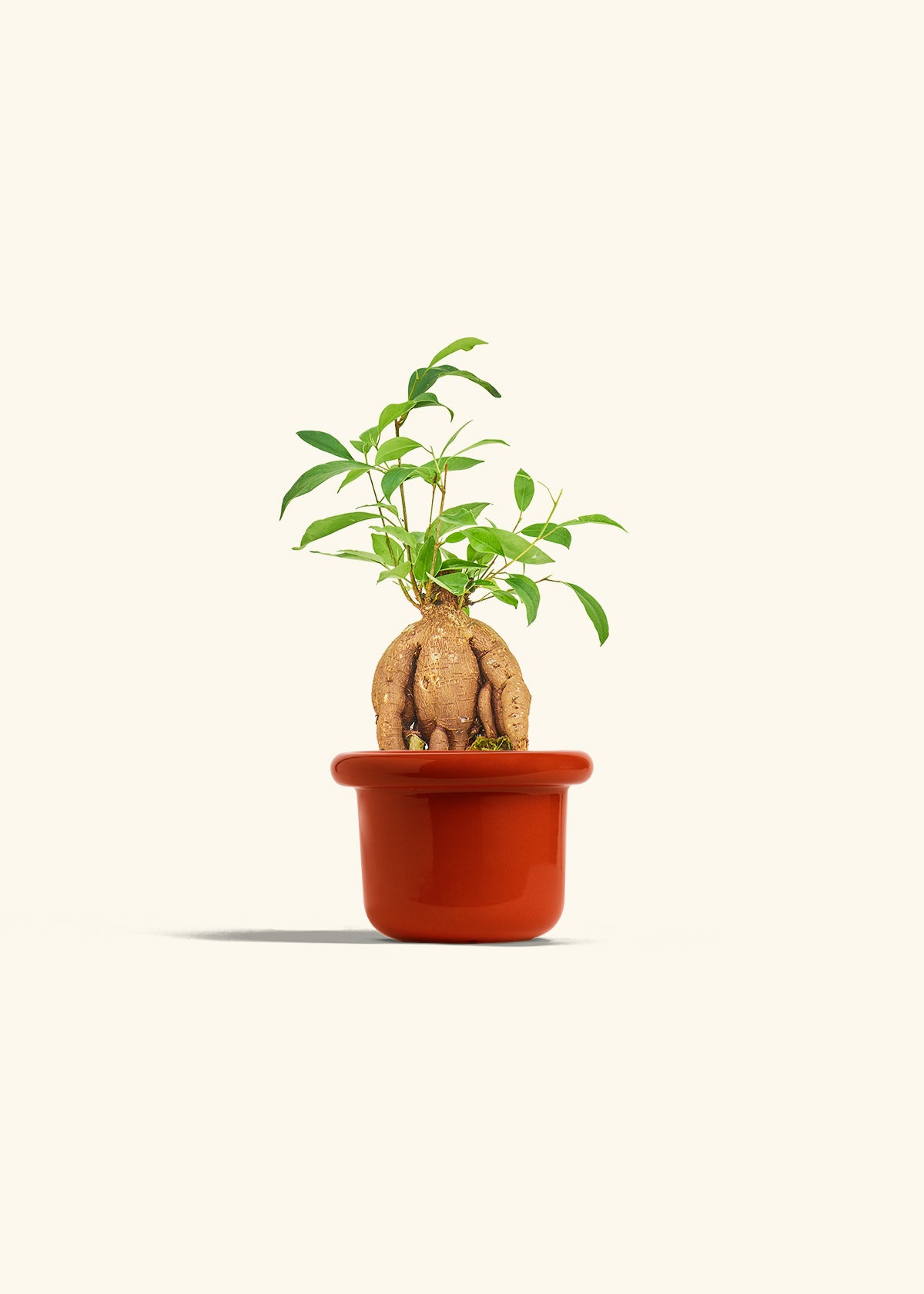 Small Ficus Ginseng in a 4 inches Fat Lip Red Planter 