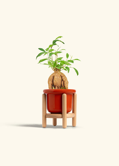 Small Ficus Ginseng in a 4 inches Fat Lip Red Planter in a Beech Wood Stand