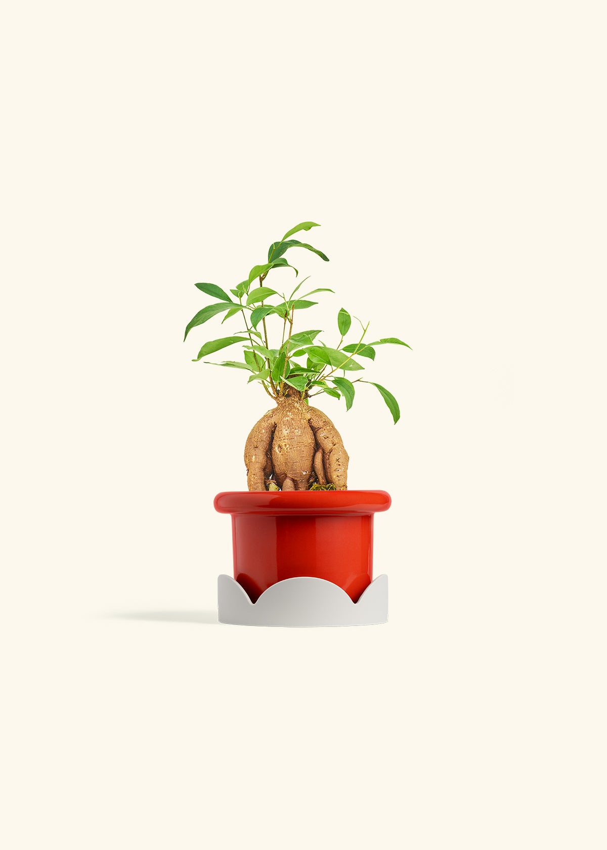 Small Ficus Ginseng in a 4 inches Fat Lip Red Planter in a Oat Petal Drip Tray