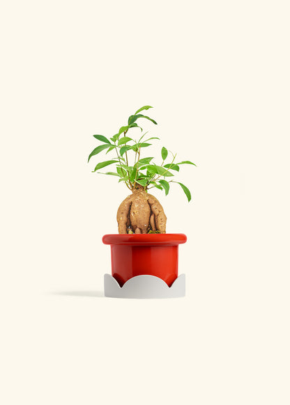 Small Ficus Ginseng in a 4 inches Fat Lip Red Planter in a Oat Petal Drip Tray
