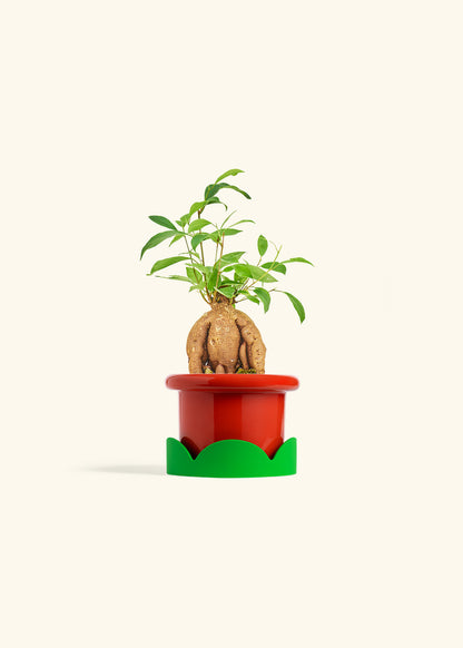 Small Ficus Ginseng in a 4 inches Fat Lip Red Planter in a Shamrock Petal Drip Tray