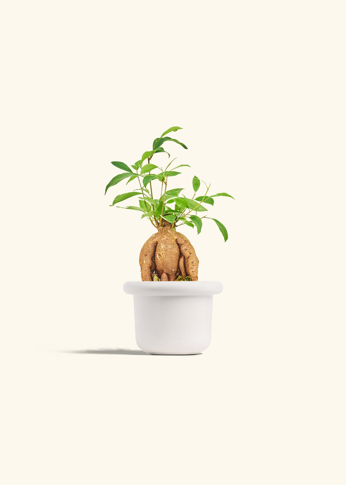 Small Ficus Ginseng in a 4 inches Fat Lip White Planter 