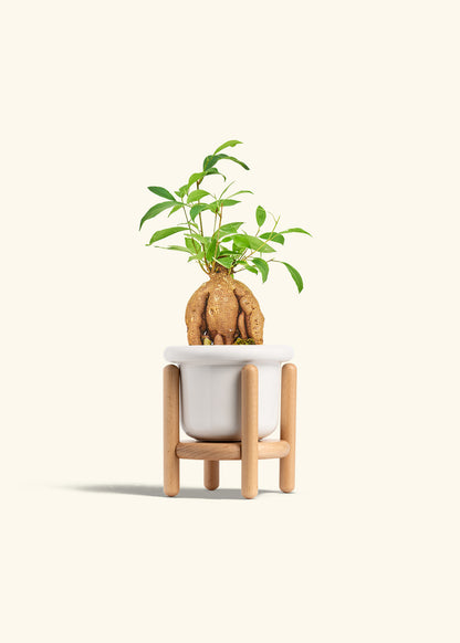 Small Ficus Ginseng in a 4 inches Fat Lip White Planter in a Beech Wood Stand