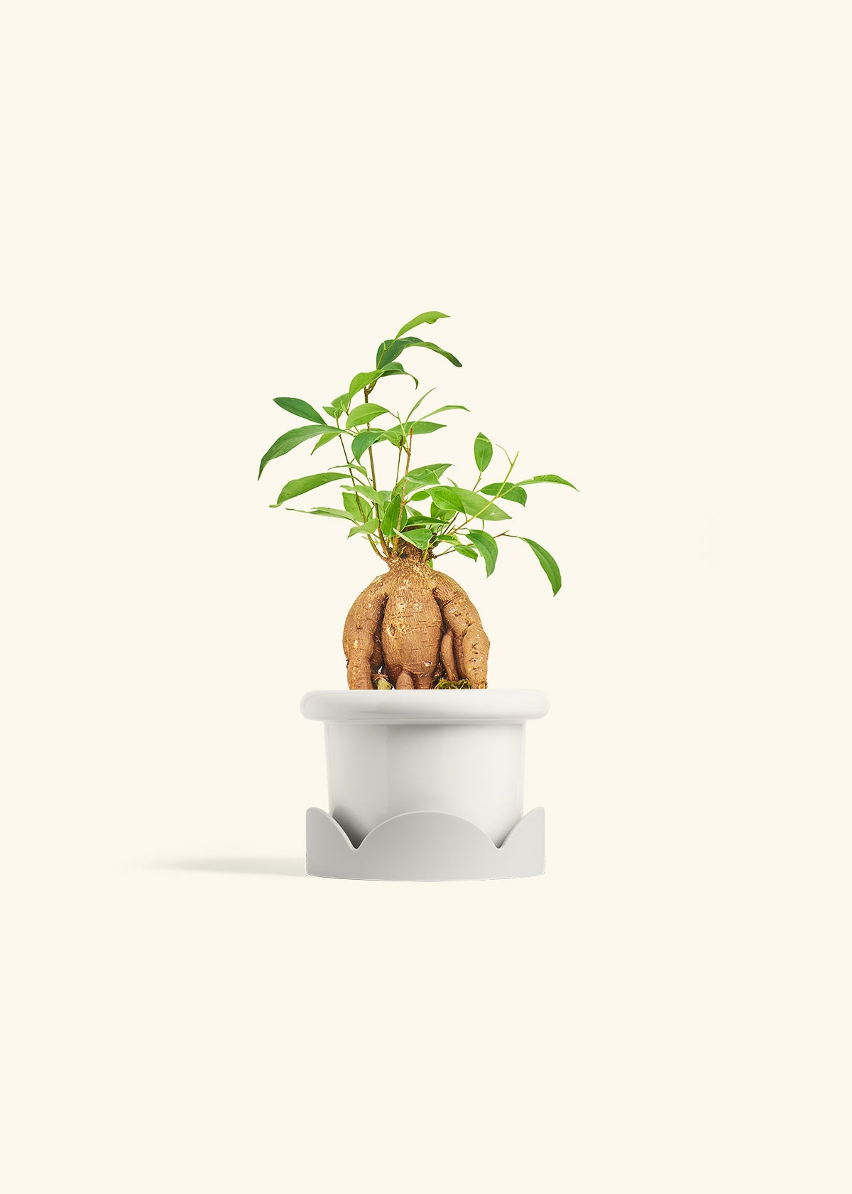 Small Ficus Ginseng in a 4 inches Fat Lip White Planter in a Oat Petal Drip Tray