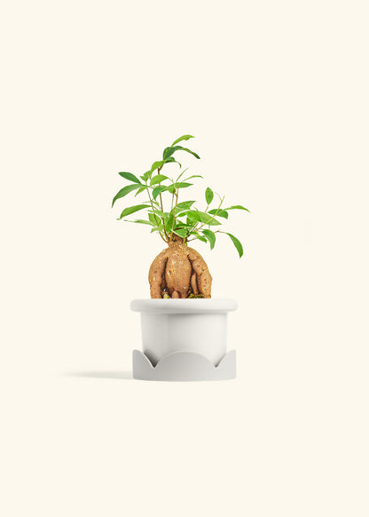 Small Ficus Ginseng in a 4 inches Fat Lip White Planter in a Oat Petal Drip Tray