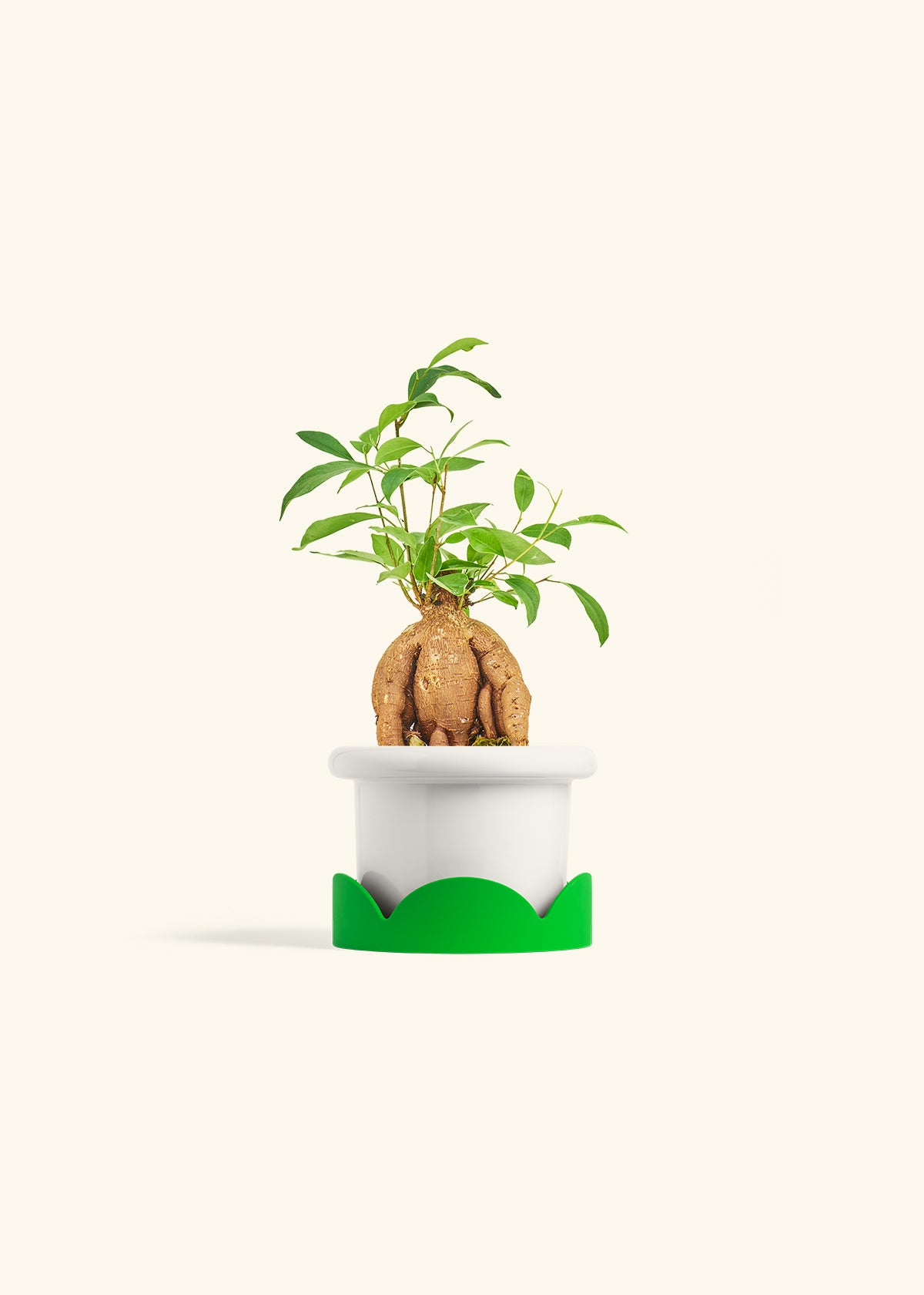Small Ficus Ginseng in a 4 inches Fat Lip White Planter in a Shamrock Petal Drip Tray