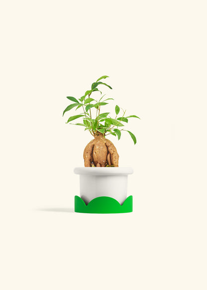 Small Ficus Ginseng in a 4 inches Fat Lip White Planter in a Shamrock Petal Drip Tray