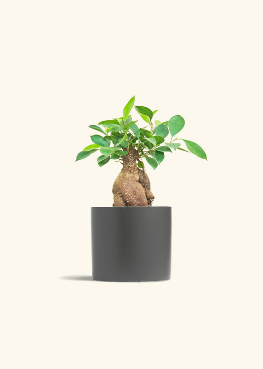Ficus Ginseng in a 6 inches Charcoal Classic Cylinder Planter 
