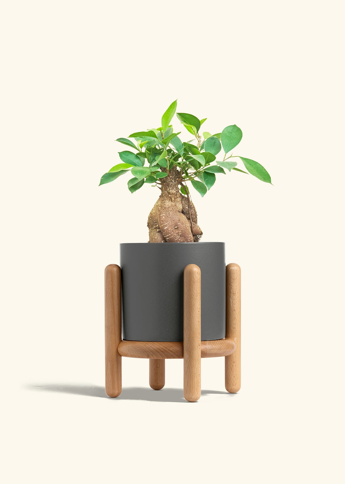 Ficus Ginseng in a 6 inches Charcoal Classic Cylinder Planter in a Beech Wood Stand