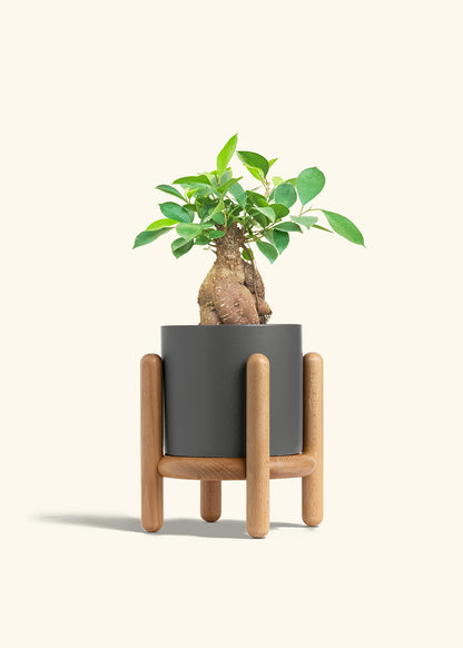 Ficus Ginseng in a 6 inches Charcoal Classic Cylinder Planter in a Beech Wood Stand