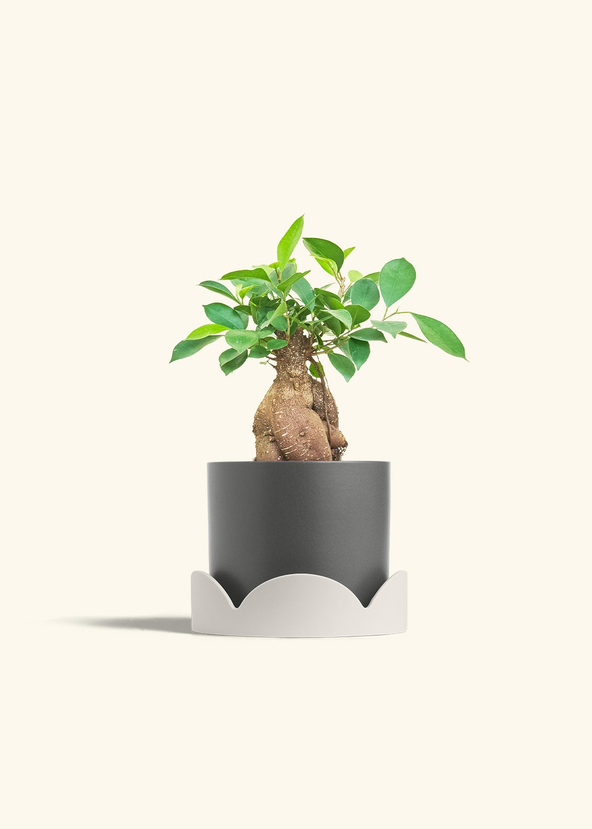 Ficus Ginseng in a 6 inches Charcoal Classic Cylinder Planter in a Oat Petal Drip Tray