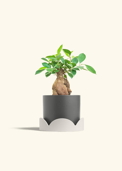 Ficus Ginseng in a 6 inches Charcoal Classic Cylinder Planter in a Oat Petal Drip Tray