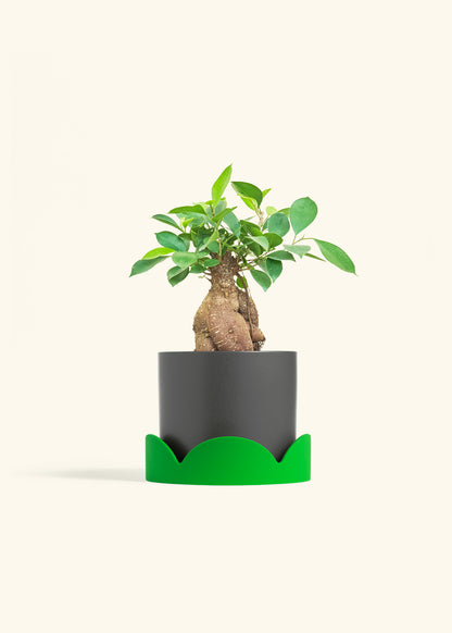 Ficus Ginseng in a 6 inches Charcoal Classic Cylinder Planter in a Shamrock Petal Drip Tray