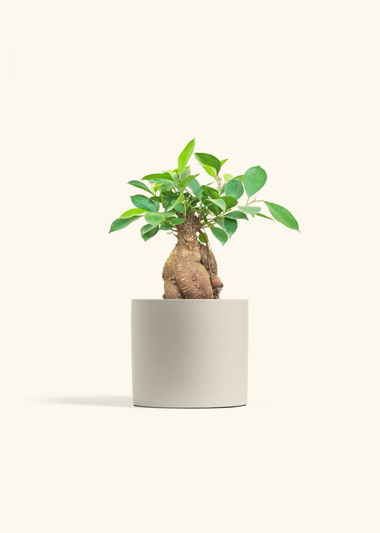 Ficus Ginseng in a 6 inches Oat Classic Cylinder Planter 