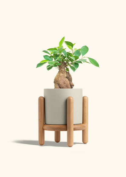 Ficus Ginseng in a 6 inches Oat Classic Cylinder Planter in a Beech Wood Stand