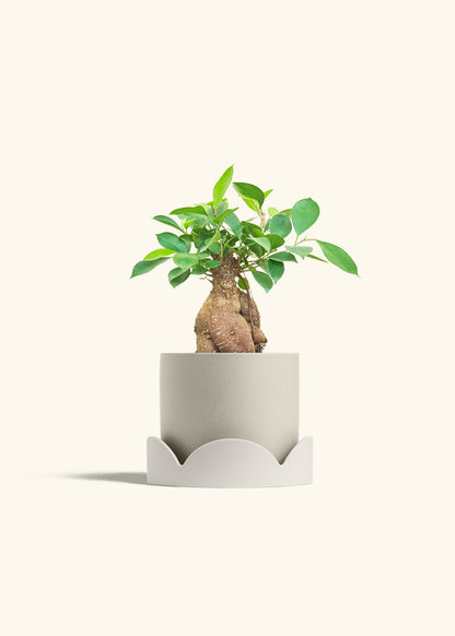 Ficus Ginseng in a 6 inches Oat Classic Cylinder Planter in a Oat Petal Drip Tray