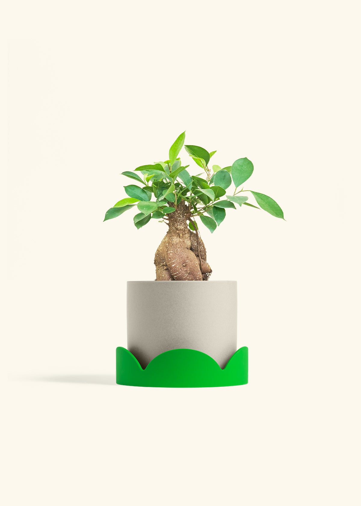 Ficus Ginseng in a 6 inches Oat Classic Cylinder Planter in a Shamrock Petal Drip Tray