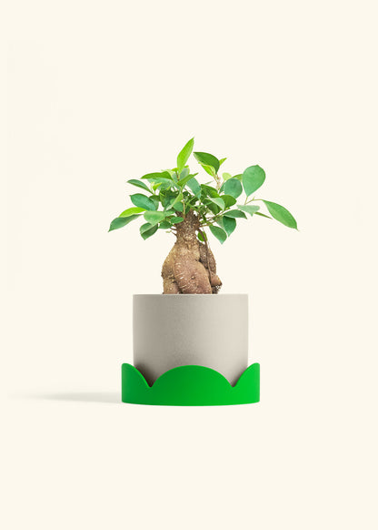 Ficus Ginseng in a 6 inches Oat Classic Cylinder Planter in a Shamrock Petal Drip Tray