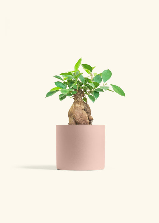 Ficus Ginseng in a 6 inches Pink Classic Cylinder Planter 