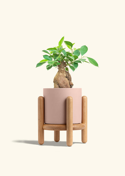 Ficus Ginseng in a 6 inches Pink Classic Cylinder Planter in a Beech Wood Stand