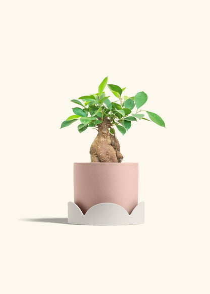 Ficus Ginseng in a 6 inches Pink Classic Cylinder Planter in a Oat Petal Drip Tray