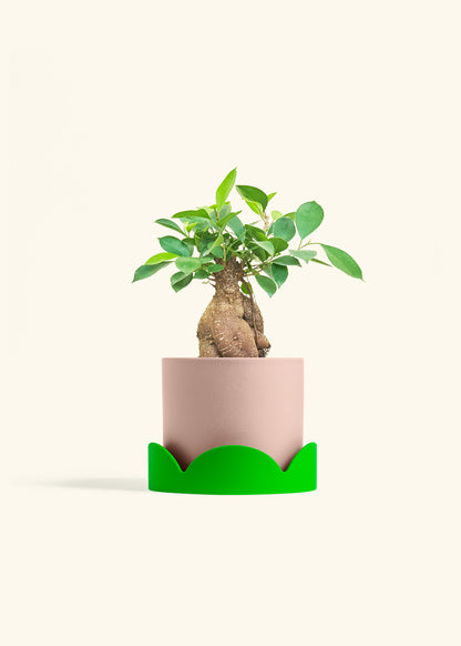 Ficus Ginseng in a 6 inches Pink Classic Cylinder Planter in a Shamrock Petal Drip Tray