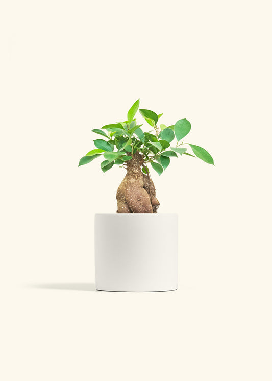 Ficus Ginseng in a 6 inches White Classic Cylinder Planter 
