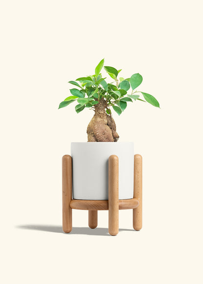 Ficus Ginseng in a 6 inches White Classic Cylinder Planter in a Beech Wood Stand