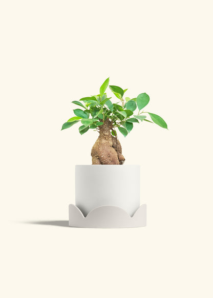 Ficus Ginseng in a 6 inches White Classic Cylinder Planter in a Oat Petal Drip Tray
