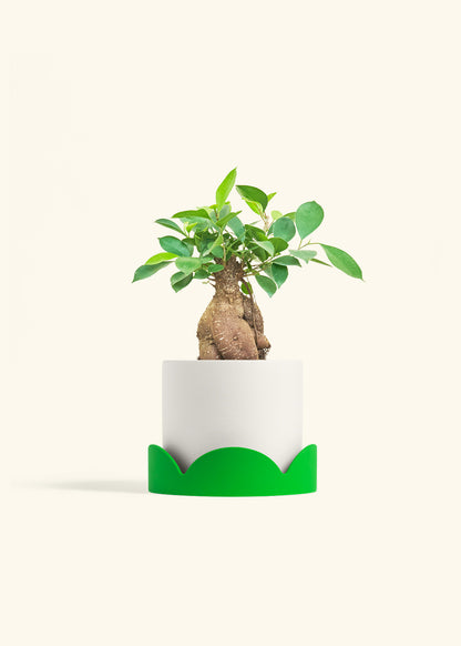 Ficus Ginseng in a 6 inches White Classic Cylinder Planter in a Shamrock Petal Drip Tray