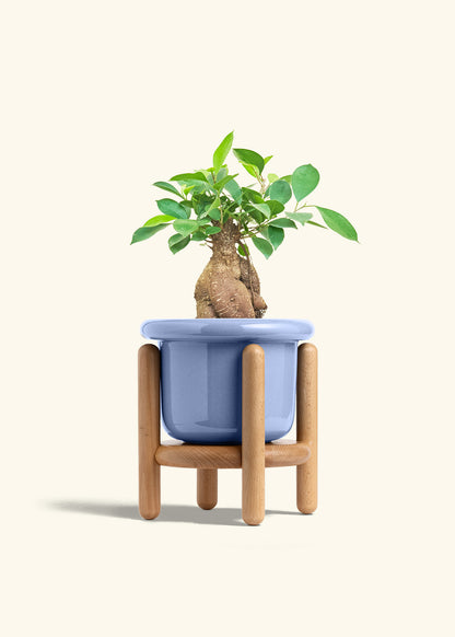Ficus Ginseng in a 6 inches Fat Lip Blue Planter in a Beech Wood Stand