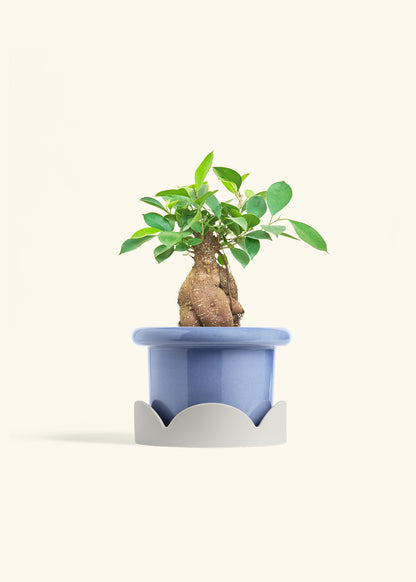 Ficus Ginseng in a 6 inches Fat Lip Blue Planter in a Oat Petal Drip Tray