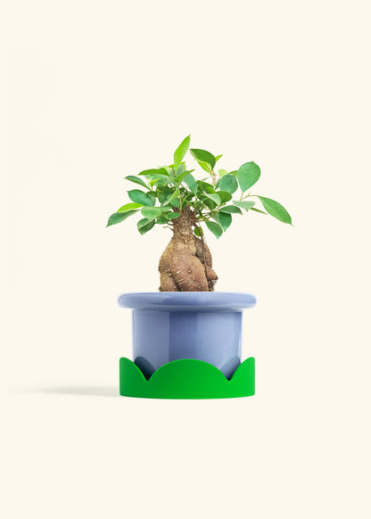 Ficus Ginseng in a 6 inches Fat Lip Blue Planter in a Shamrock Petal Drip Tray