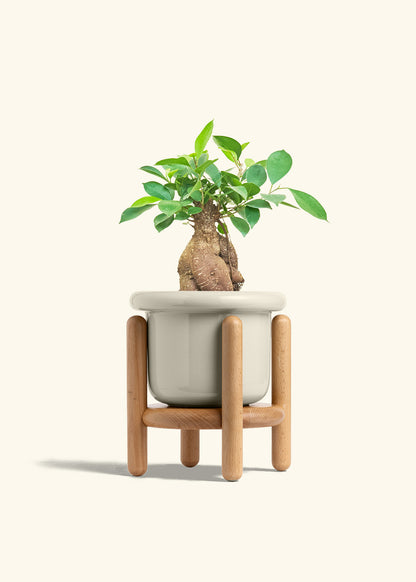 Ficus Ginseng in a 6 inches Fat Lip Oat Planter in a Beech Wood Stand