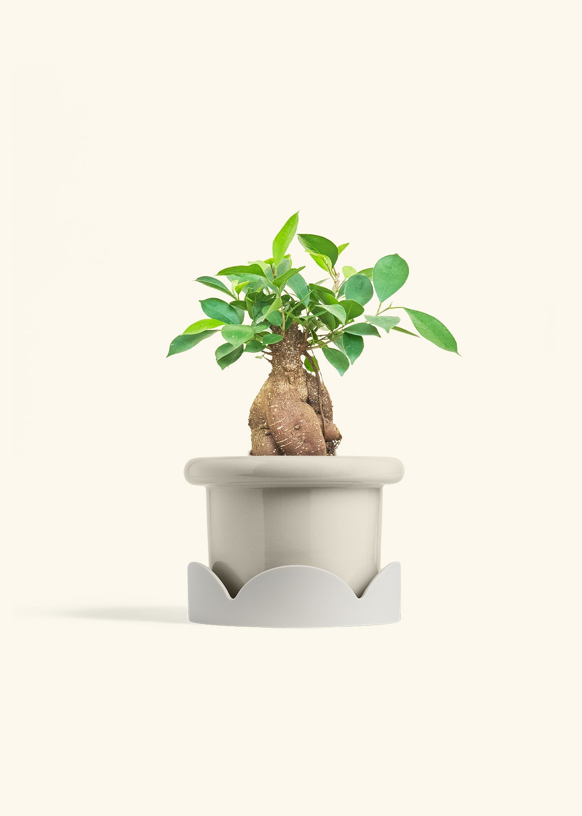 Ficus Ginseng in a 6 inches Fat Lip Oat Planter in a Oat Petal Drip Tray