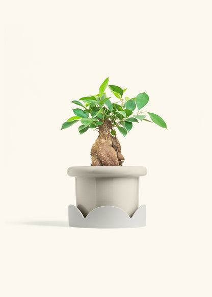 Ficus Ginseng in a 6 inches Fat Lip Oat Planter in a Oat Petal Drip Tray