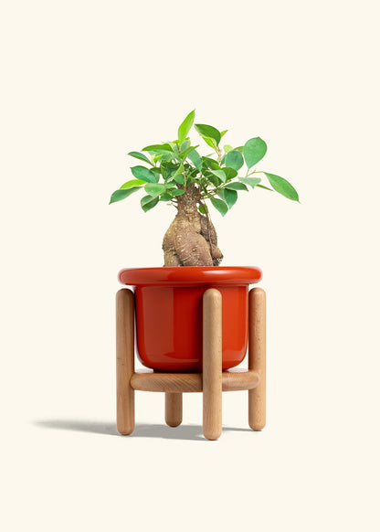 Ficus Ginseng in a 6 inches Fat Lip Red Planter in a Beech Wood Stand
