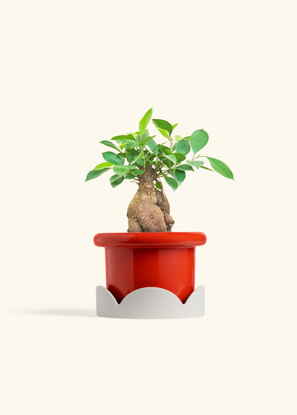 Ficus Ginseng in a 6 inches Fat Lip Red Planter in a Oat Petal Drip Tray