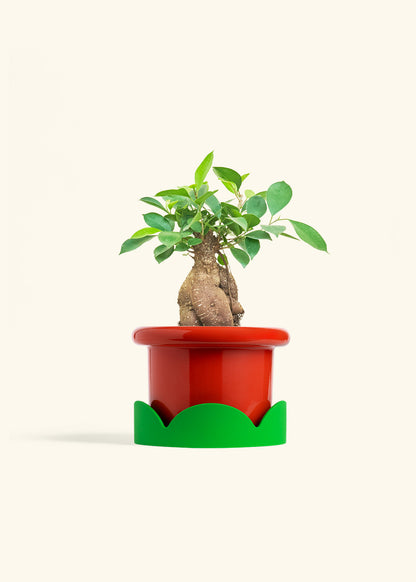 Ficus Ginseng in a 6 inches Fat Lip Red Planter in a Shamrock Petal Drip Tray