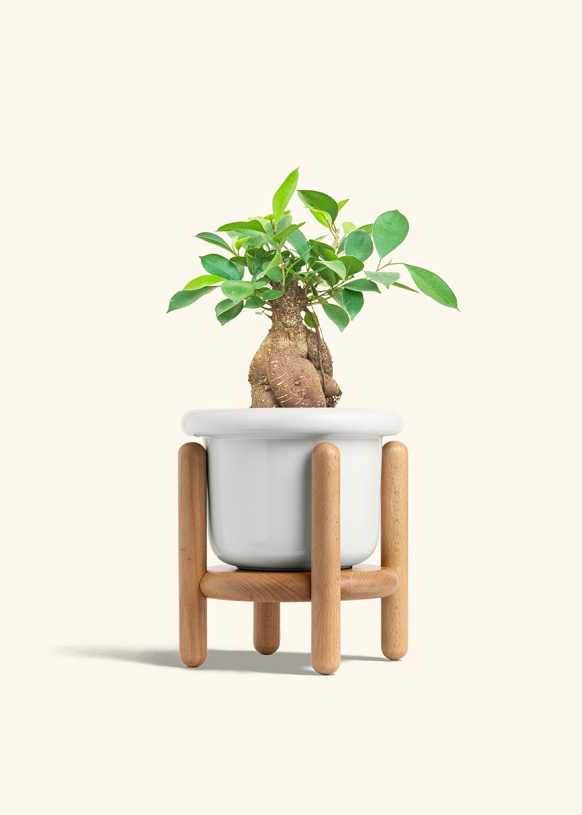Ficus Ginseng in a 6 inches Fat Lip White Planter in a Beech Wood Stand
