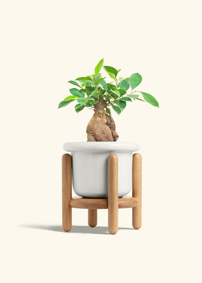 Ficus Ginseng in a 6 inches Fat Lip White Planter in a Beech Wood Stand