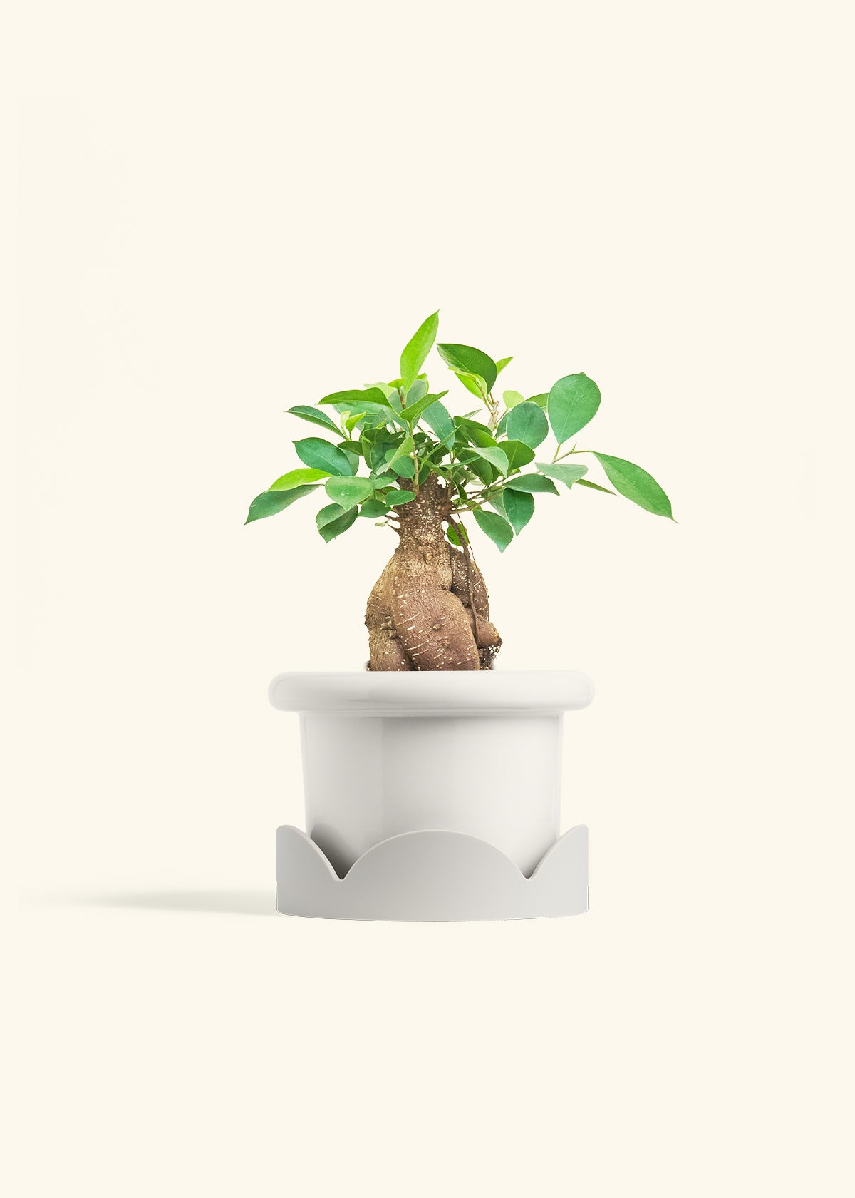 Ficus Ginseng in a 6 inches Fat Lip White Planter in a Oat Petal Drip Tray