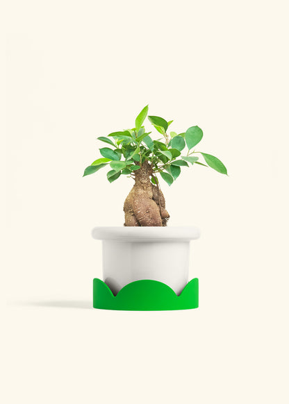 Ficus Ginseng in a 6 inches Fat Lip White Planter in a Shamrock Petal Drip Tray