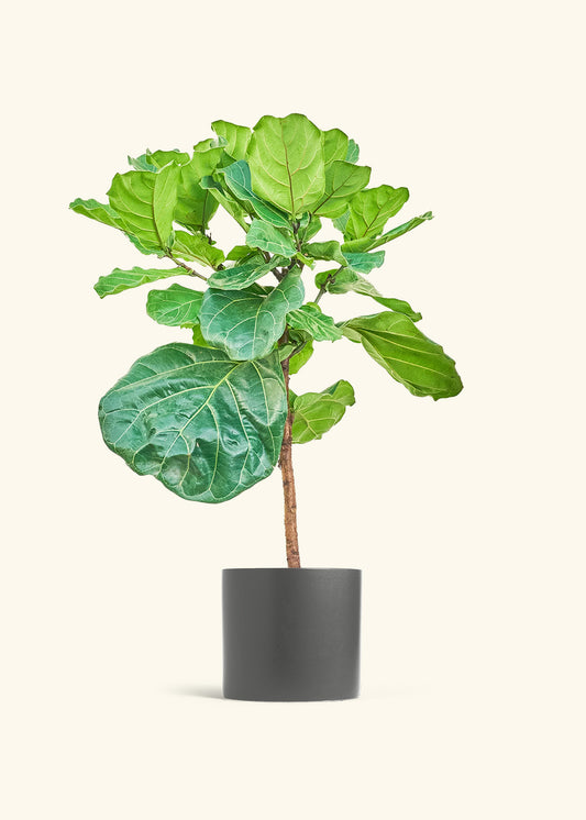 Fiddle Leaf Figin a 10 inches Charcoal Classic Cylinder Planter in a Beech Wood Stand