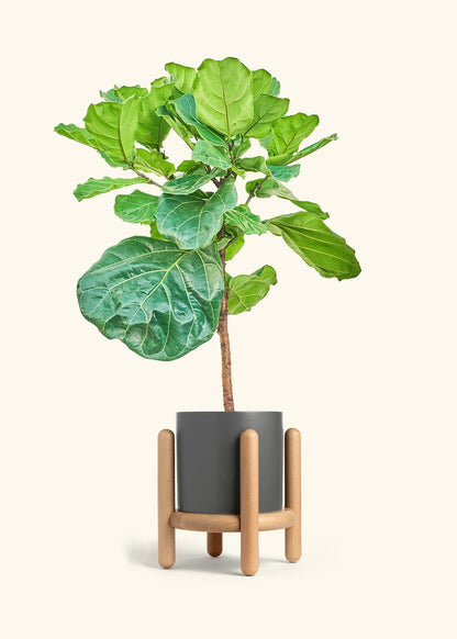 Fiddle Leaf Figin a 10 inches Charcoal Classic Cylinder Planter in a Oat Petal Drip Tray