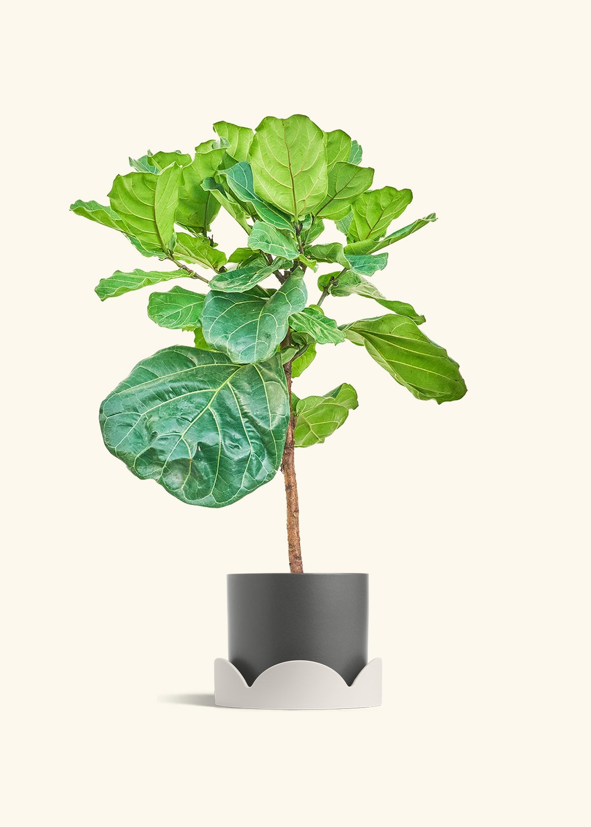 Fiddle Leaf Figin a 10 inches Charcoal Classic Cylinder Planter in a Shamrock Petal Drip Tray