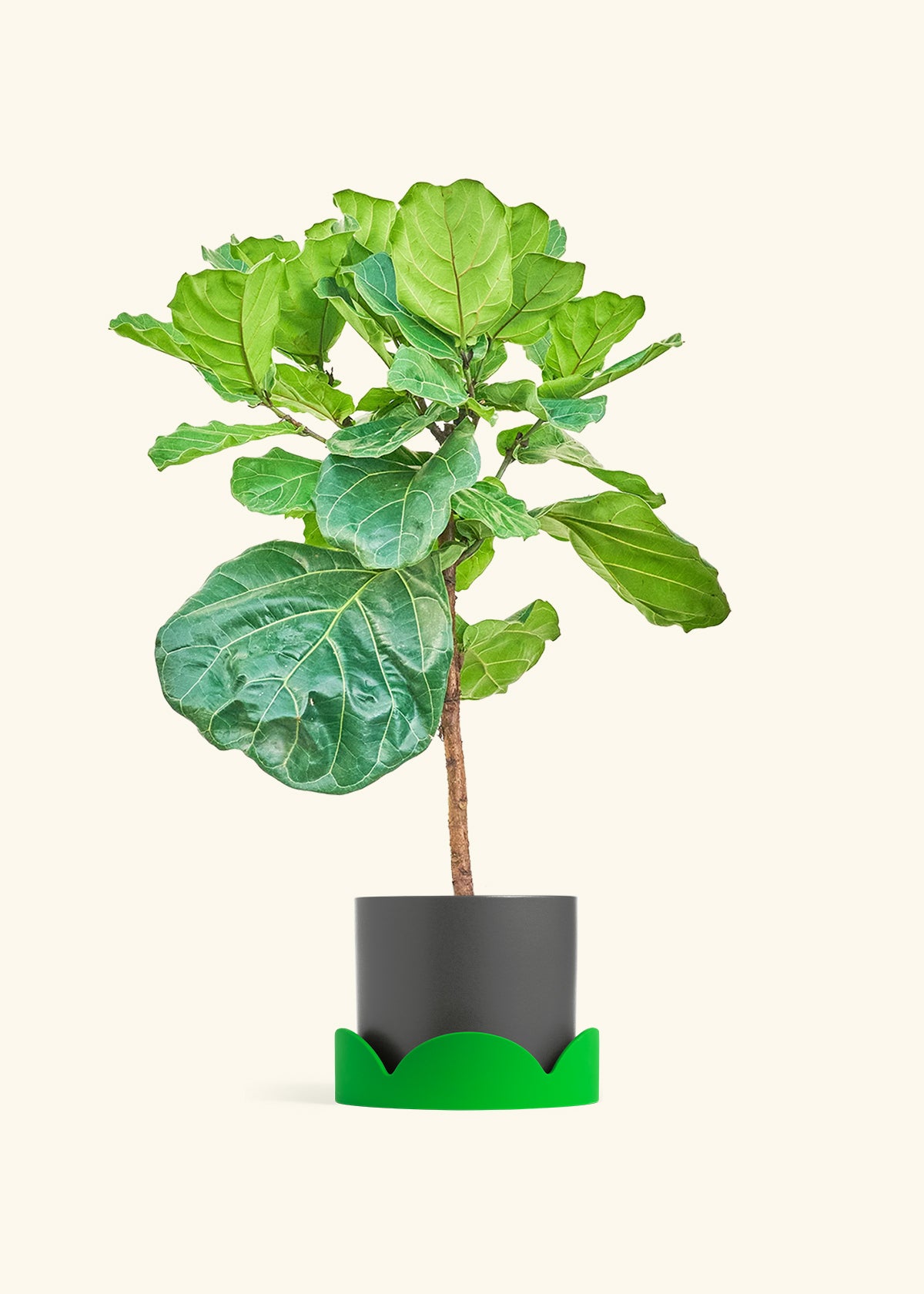 Fiddle Leaf Figin a 10 inches Charcoal Classic Cylinder Planter 