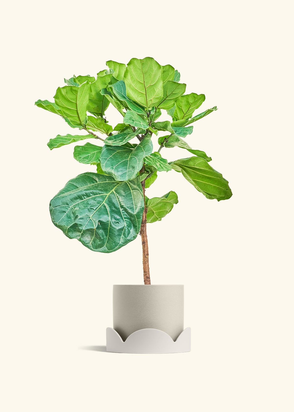 Fiddle Leaf Figin a 10 inches Oat Classic Cylinder Planter  in a Oat Petal Drip Tray